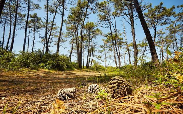 La Forêt d'Olonne